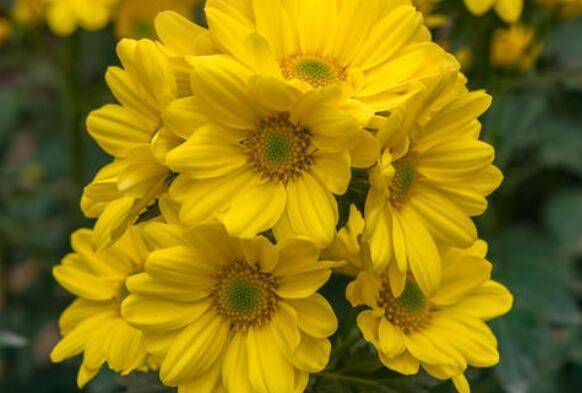 5月8日开始 养花试试这几款 漂亮又好闻 花开芳香四溢 火炬