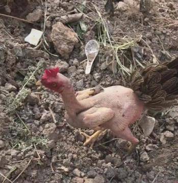 原创一只母鸡被扒光毛,依然亮点十足,同伴以为是异类!