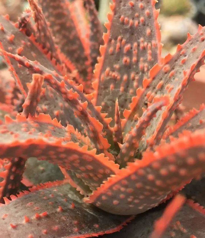 原创带花纹的圣诞芦荟,随意浇水,不挑环境很好养