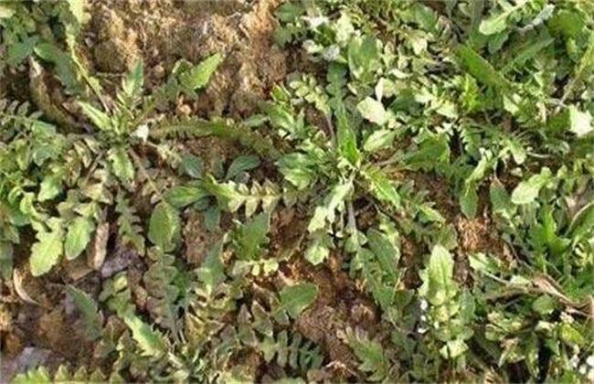 婆婆丁与荠菜的区别 d5700a48dedf4e05ad2af97081954b67.jpeg