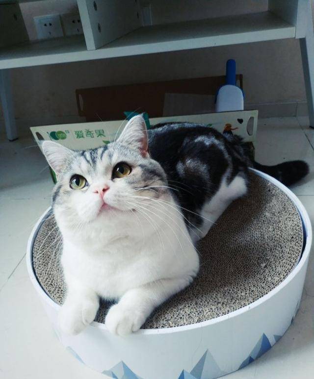 家小|小猫咪自己一个猫在家久了会孤独吗？