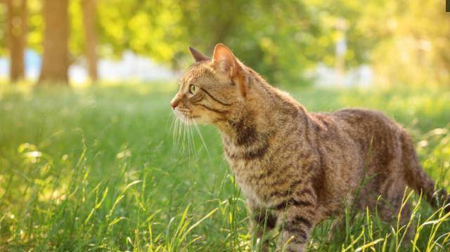 猫咪|世界上最好养的5种猫咪，狸花猫上榜，最后一个不理解