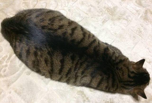 实在太|主人晒出趴在地上的猫，网友看了忍不住笑喷：这不是泡发的海参吗