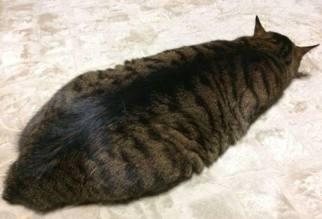 实在太|主人晒出趴在地上的猫，网友看了忍不住笑喷：这不是泡发的海参吗