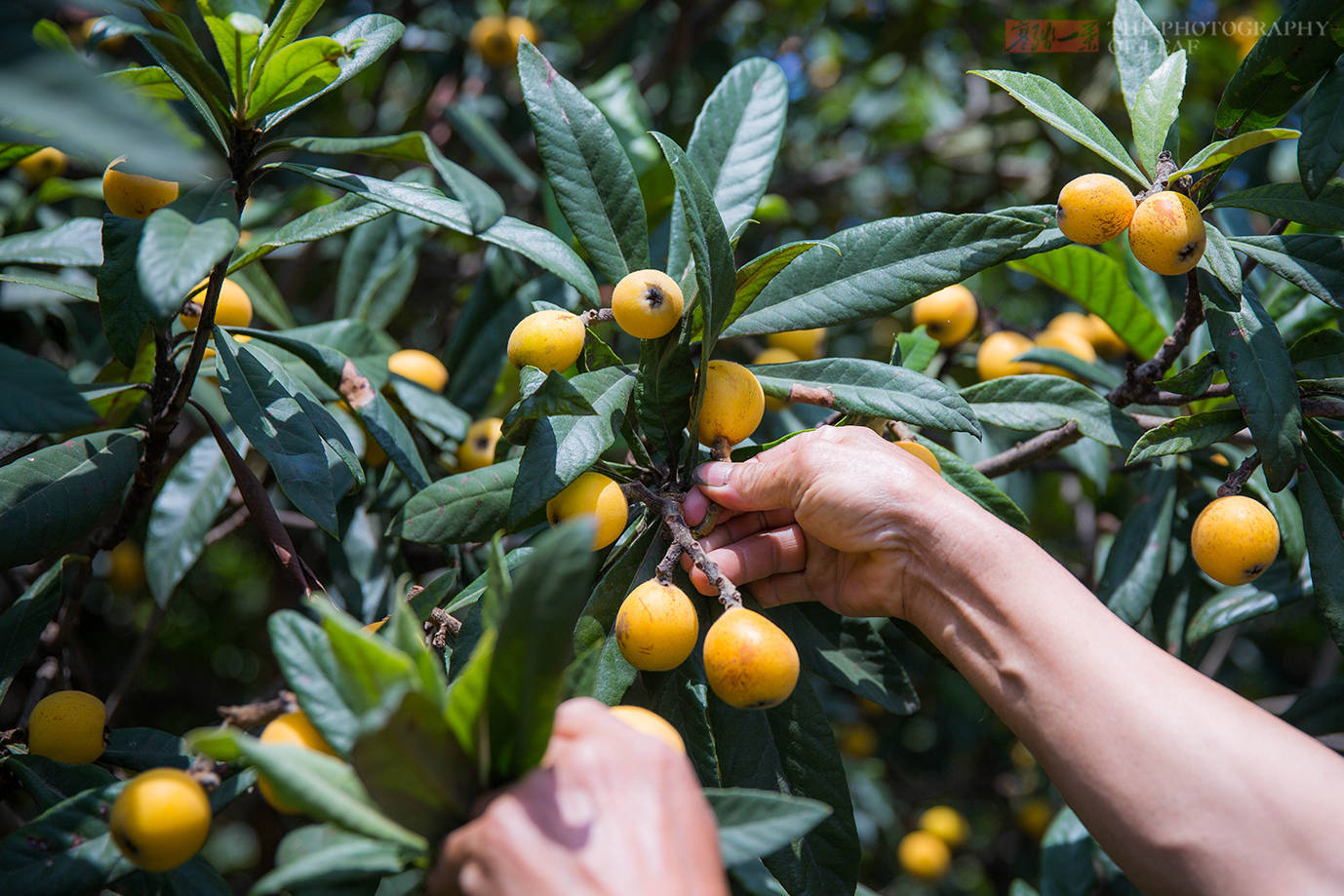 原创杭州塘栖枇杷喜迎丰收果农精心种植的枇杷才卖10元吃货有福了