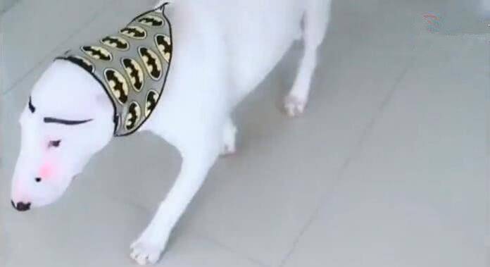 主人给狗狗画眉毛 虽然眉清目秀 但却像这种怪物 模样