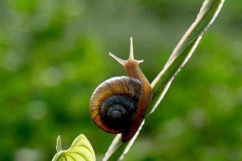 你知道世上牙齿最多的动物吗 98 的人都玩过 说出来你都不信 蜗牛