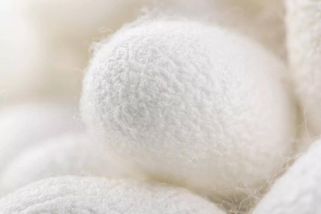 为什么蚕丝能美容