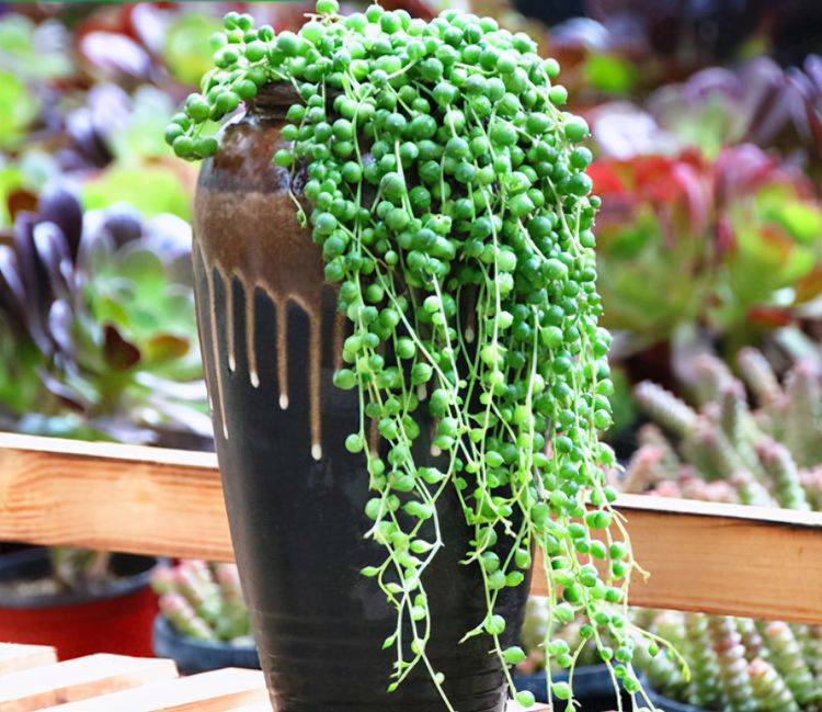 3种颜值高的蔓生多肉,长势快颜值高,用吊盆养,比吊兰漂亮_叶片