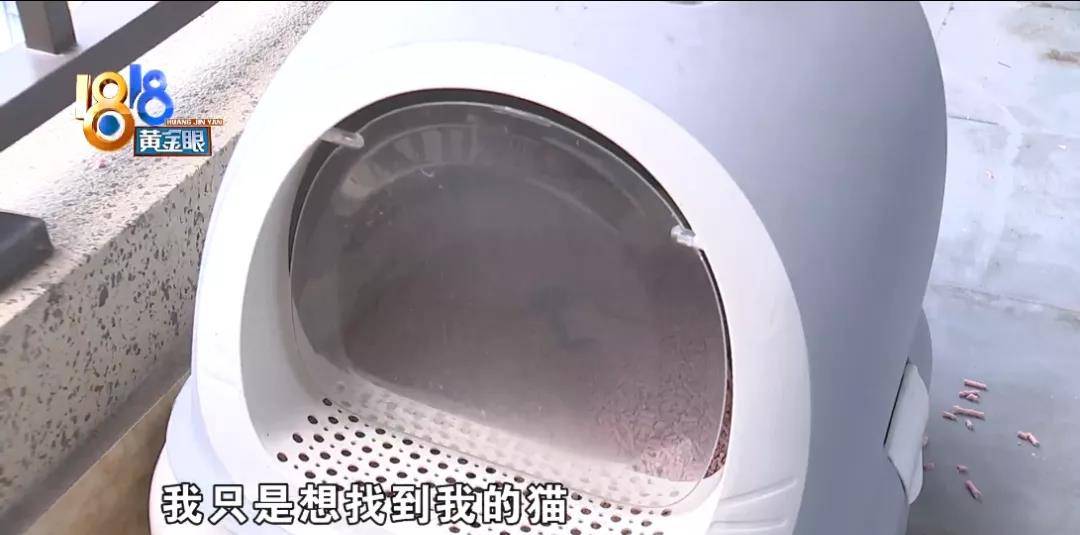 小区|猫自己开门从家里逃出去，有人捡到后又不见了