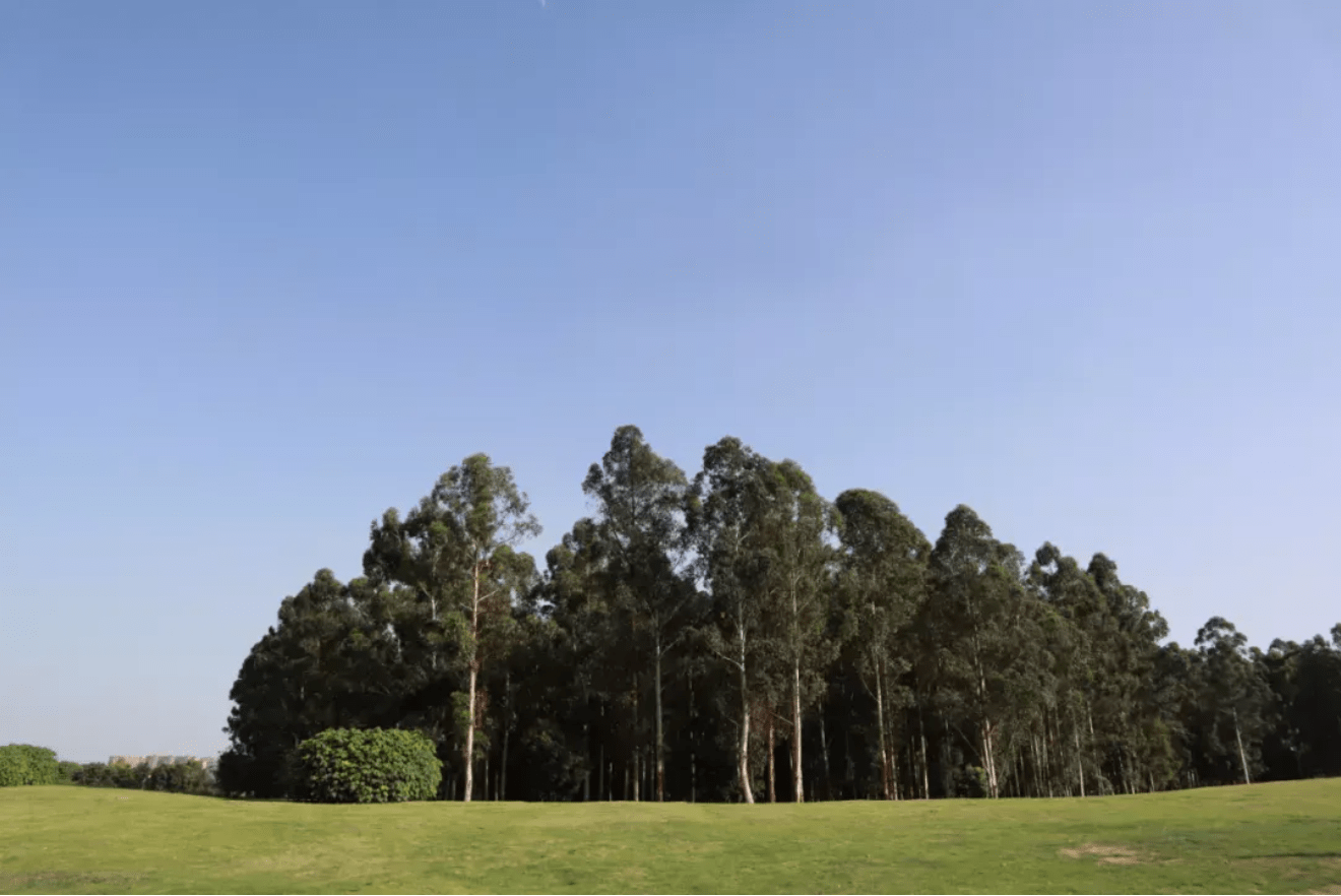 成都市内三大 免费 公园 赏花 野餐 拍飞机 本地人都爱去 休闲