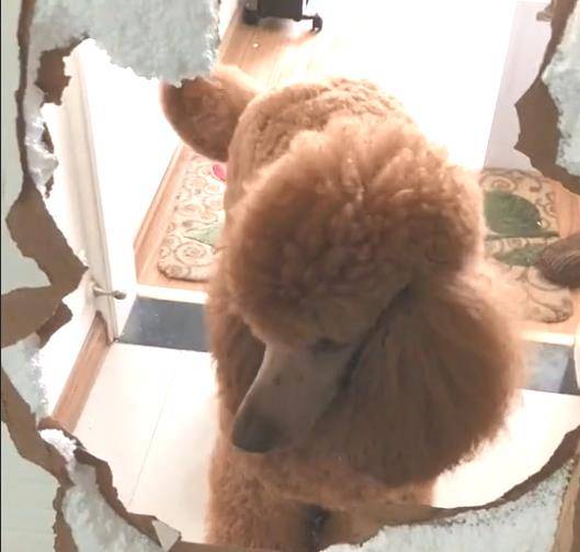 貴婦犬學開門 卻變成了拆門 汪 全都是泡沫 根本不能怪我 無名客棧