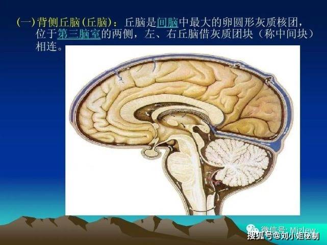 大脑的结构与功能心理咨询师学了什么7