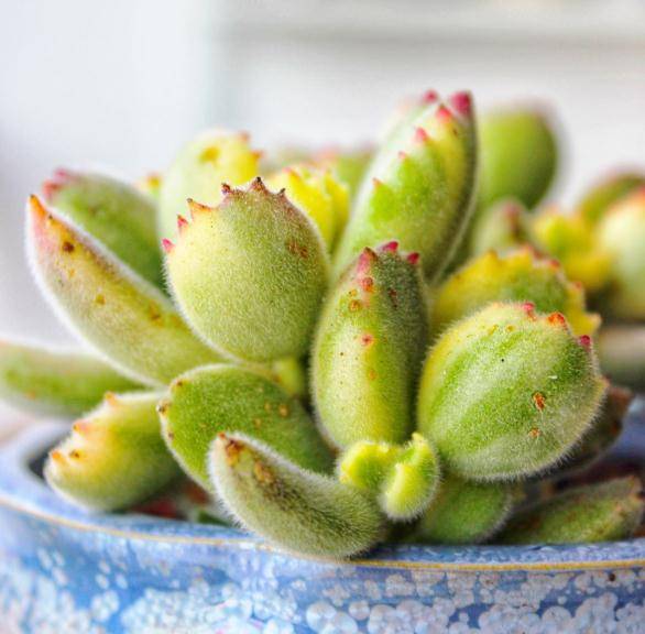 都说熊童子不好养 下面整理了熊童子养护要点 足足包含8大点 花盆