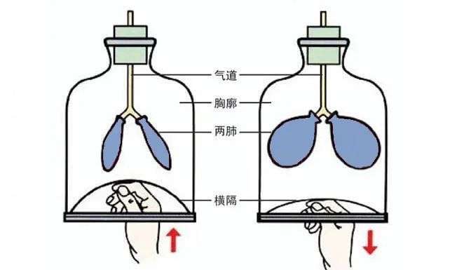 多慢才算慢?慢深呼吸:一个被身体遗忘的健康密码