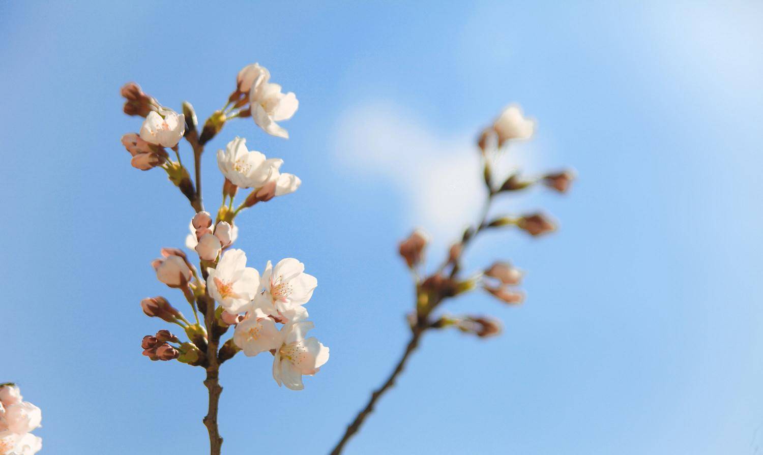 每年4 5月的大连是属于樱花的 易落