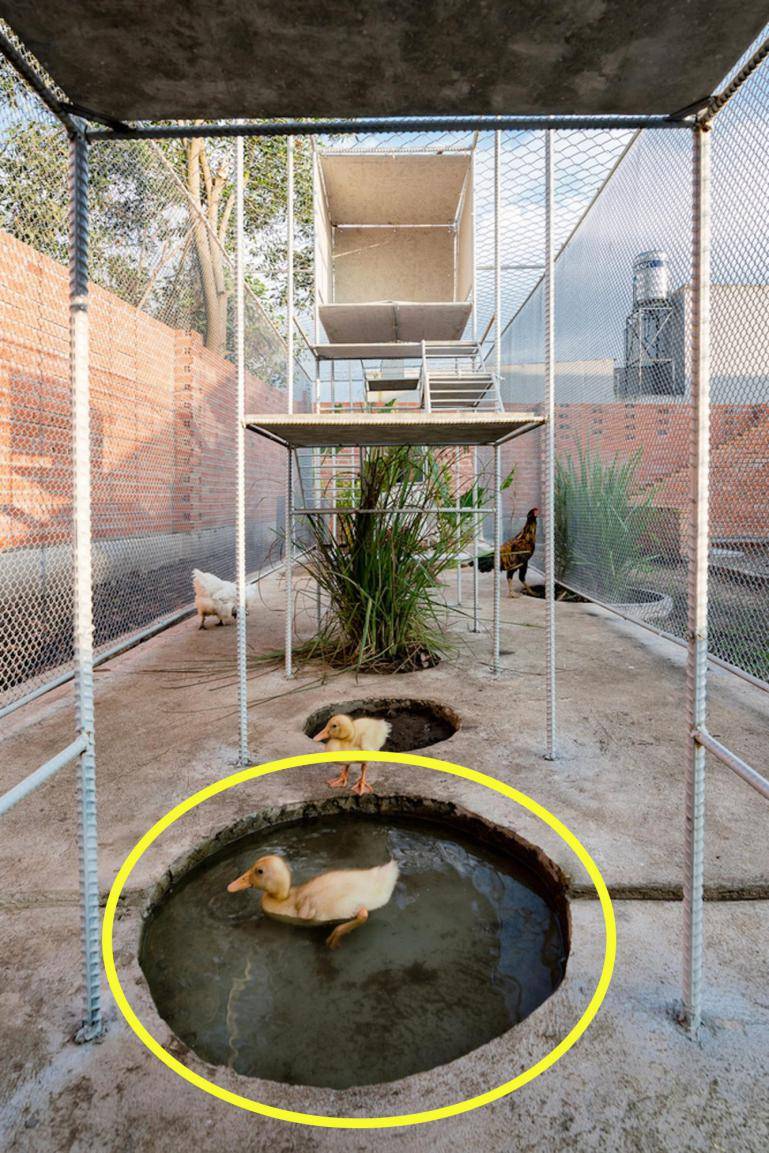 如果你家有个院子,也要搭个钢网房,在里面养鸡养花,生活好自在!