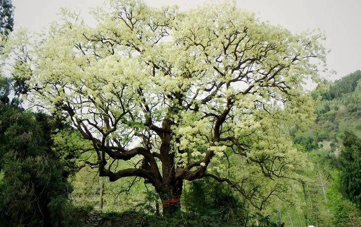 水晶千年珂楠树大安村珙桐林距平武县城约50公里,珙桐树分布海拔跨度