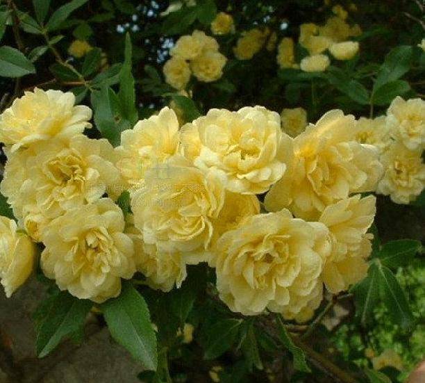 养花试试不一般的花,花期长,还自带香气_木香