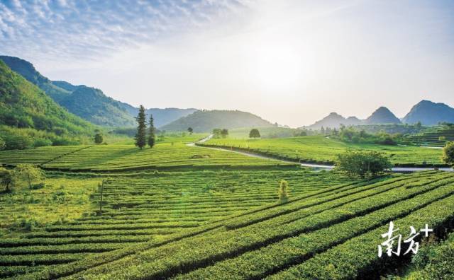 名茶汇聚广东茶团即将亮相第四届中国国际茶叶博览会