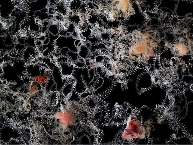 生殖器|澳大利亚海底发现神秘蠕虫：竟然长着100多个屁股