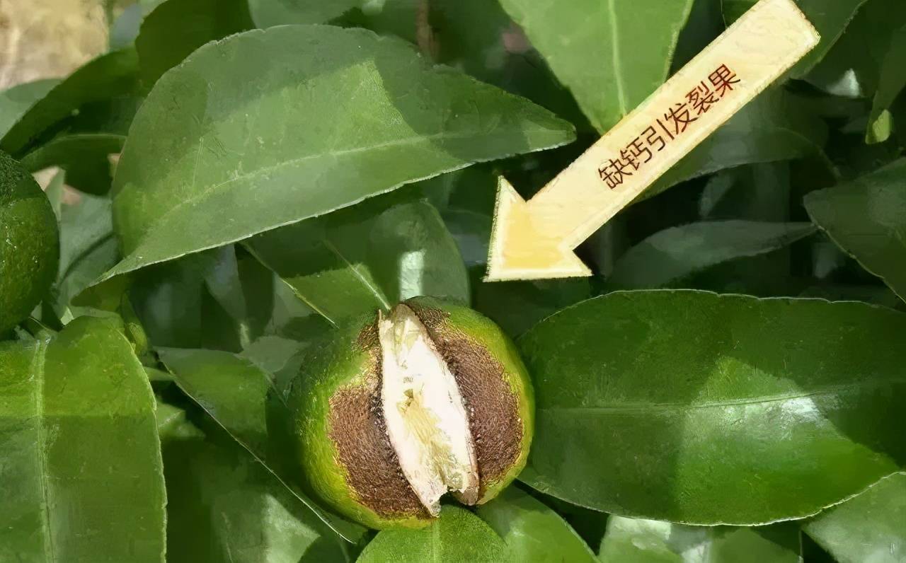 果树补钙为何要加芸苔素 这三大原因果农一定要知道 果实