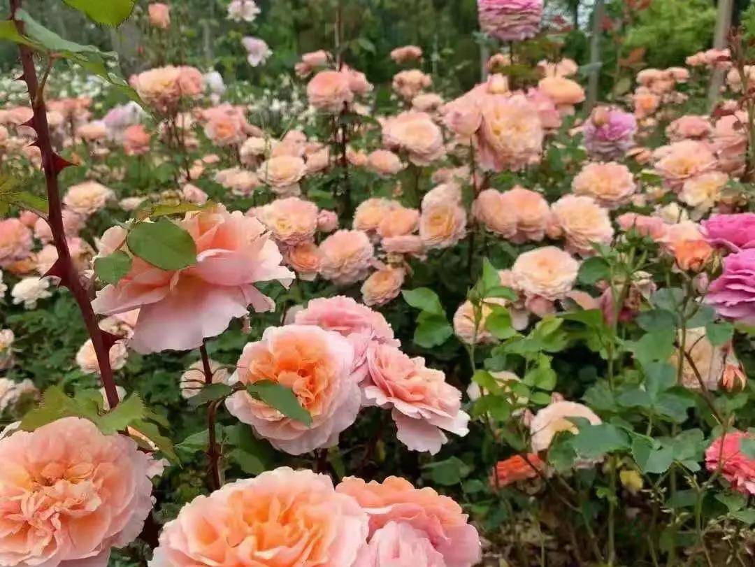 童游记在句容开拍天下玫景抢先看