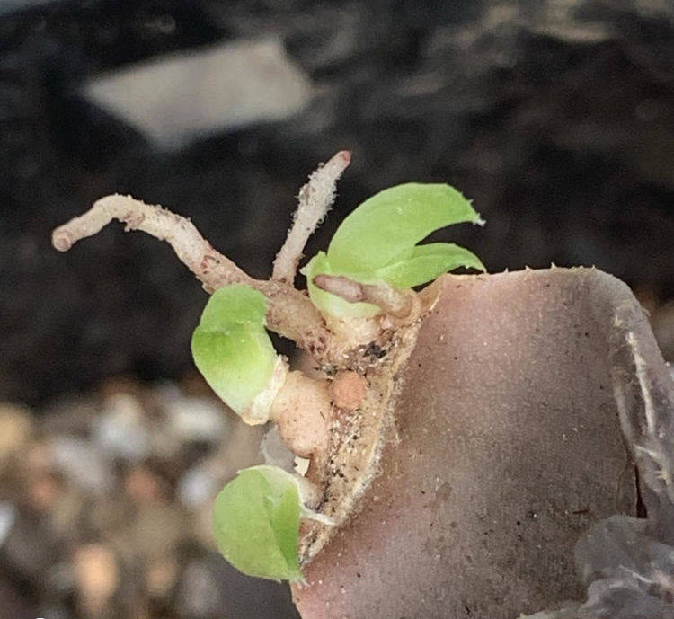 多肉怎么扦插生根最快 f02333e4c20b4d6f8b92cbd524c687f4.jpeg