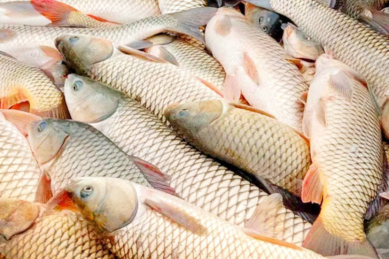 想必大家对武昌鱼都比较了解,所以今天边肖介绍另一种鱼——罗非鱼.