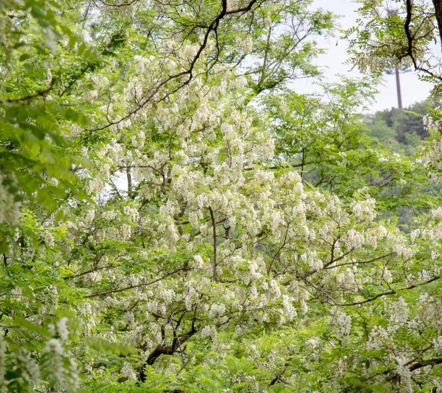 5月13日,我們相約扶風野河山槐花.蜂蜜節!