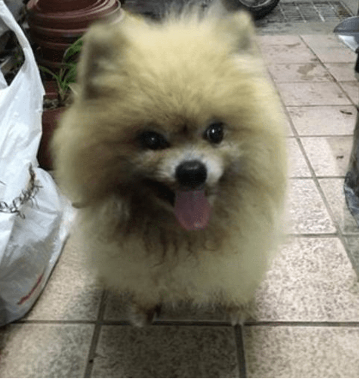 狗狗全身染上脏东西 却不愿意洗澡 主人无奈下做出这事来 虐待