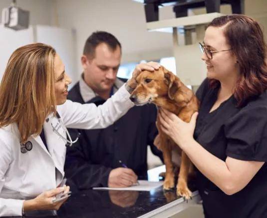  1st Pet Veterinary Centers North Valley Reviews: Your Ultimate Guide to Choosing the Best Care for Your Furry Friends