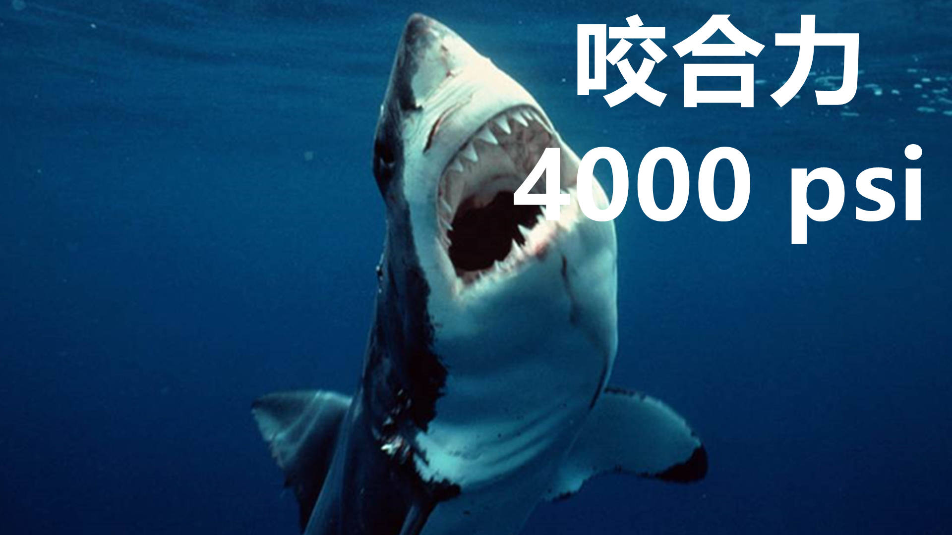 沙虎鲨_360百科