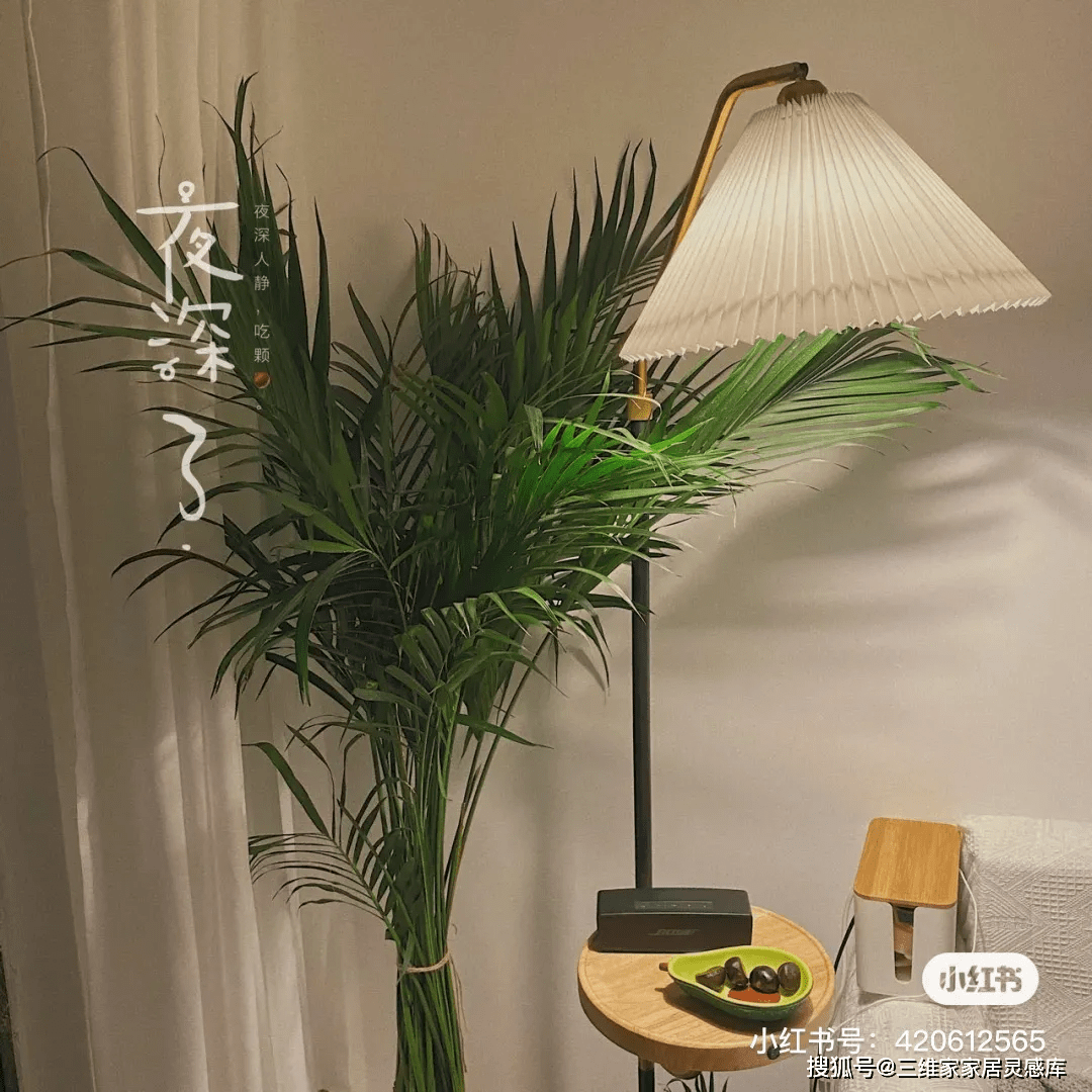 室内绿植推荐网红 c2b443f0972b4639941be3ab03a5bdd7.png