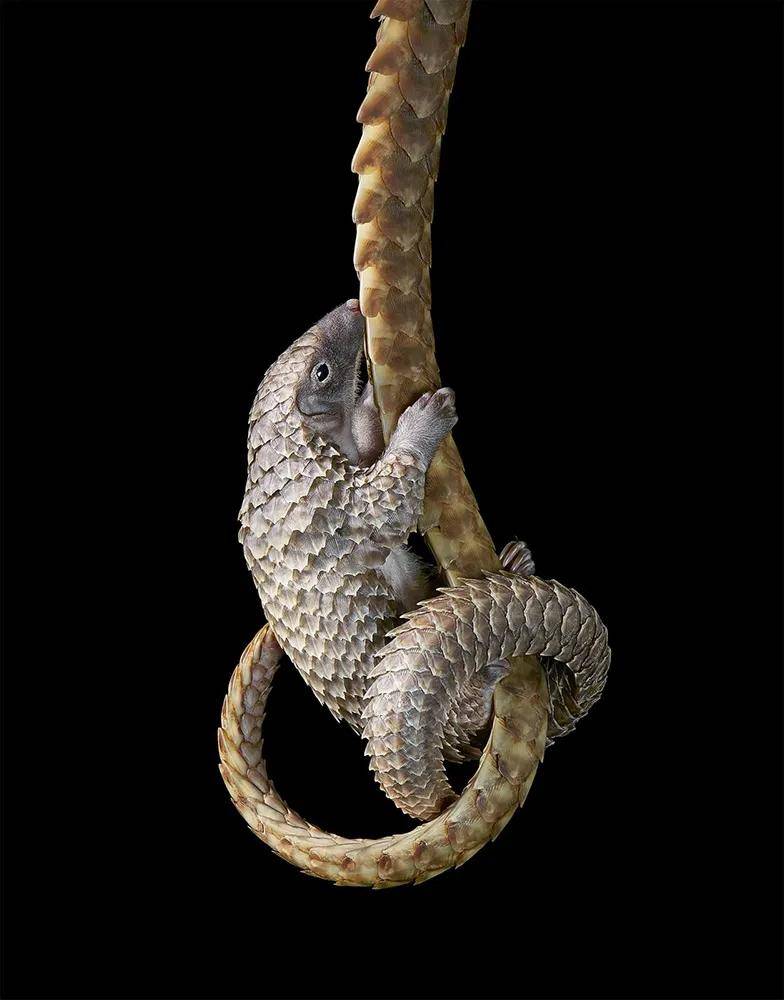 白腹长尾穿山甲 white-bellied pangolin