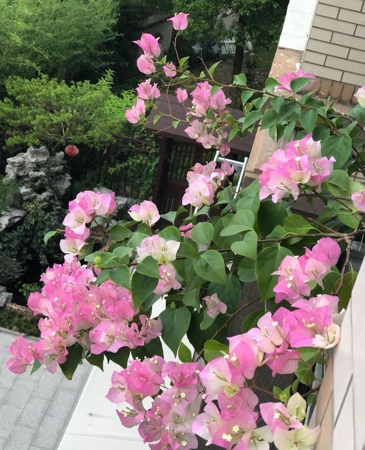 阳台上初冬的主角 有2种 花儿很漂亮颜色很仙也很好养 时候