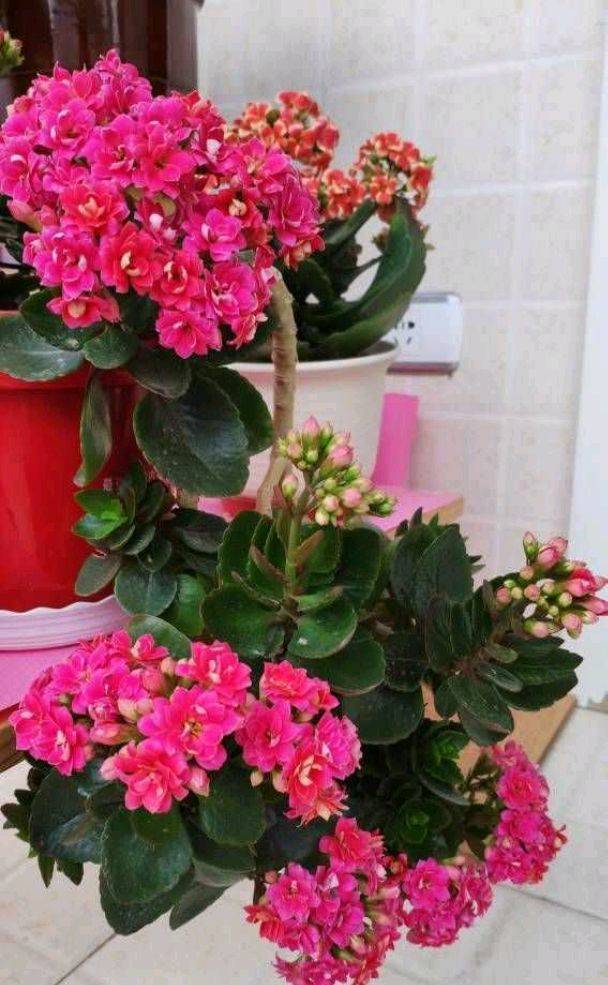 原创一株普通的长寿花用4招养成垂吊型瀑布花又多又美