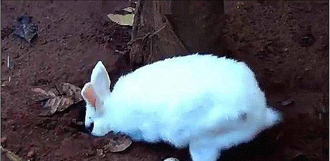 a3d143a202164129ab218e62f1f0df3a.jpeg