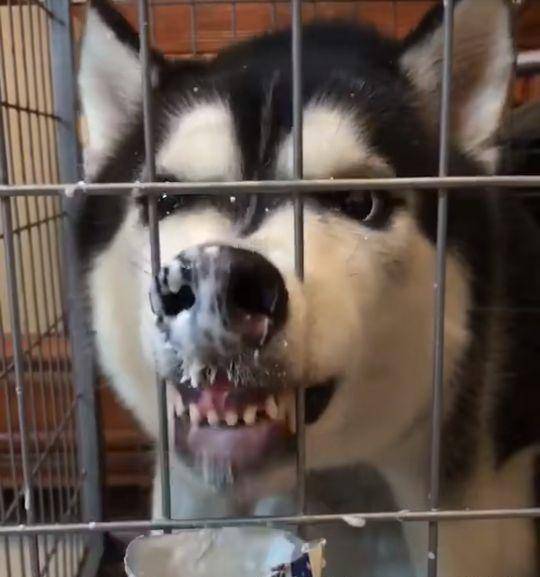 狗狗也有龋齿吗 6fd439de244042c799272624db557e92.jpeg