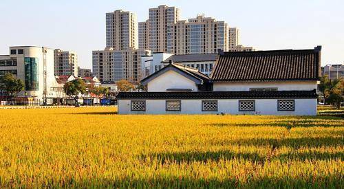 华西村人均收入是分红_华西村分红