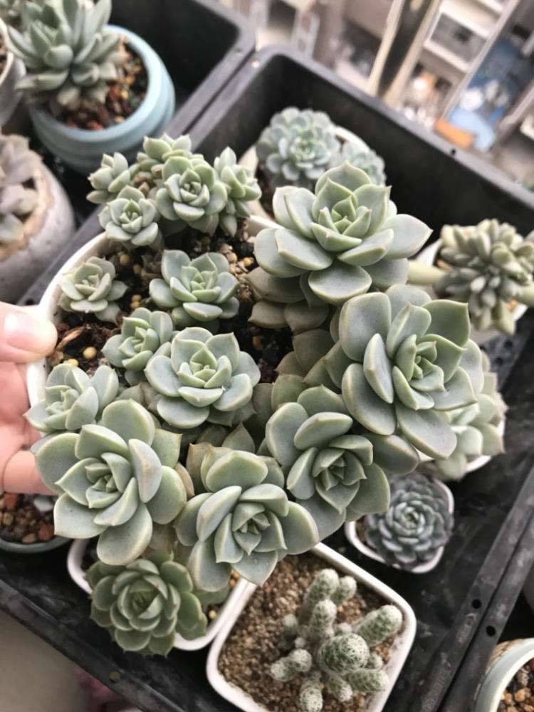 生命力强好养的一种多肉 一片叶子养到 子孙满堂 爆盆也很美 白牡丹