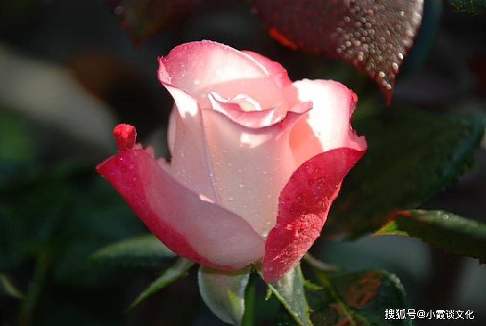 d87b16eaf7c74a53beb036af378ecd77.jpeg