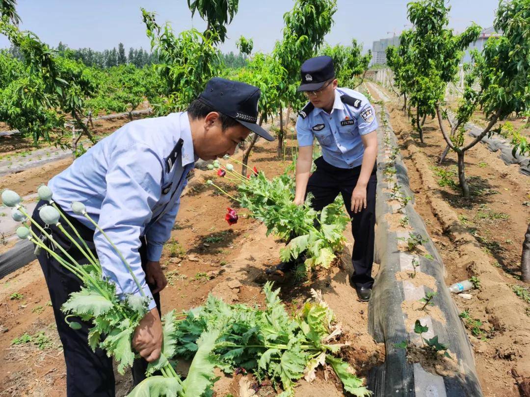 村民自家果园种植107株罂粟,查处现场曝光_非法