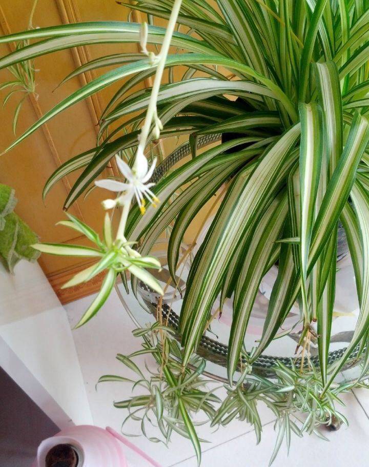 养的吊兰,叶子不好看,不够翠绿养眼,还有干尖黄叶的情况出现,到底怎么