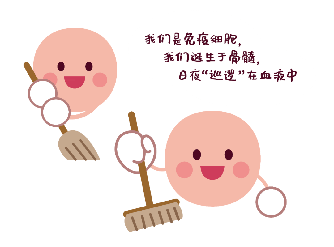 干细胞与免疫细胞,他们有啥不一样?_人体