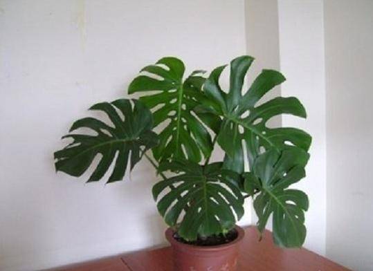 龟背竹怎么养护才能爆盆 840cd7c8a107476c88c98d0395bdf903.jpeg