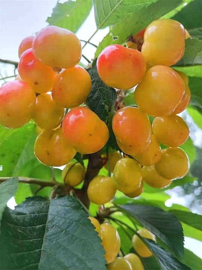 北京房山永强樱桃采摘园果实味美形娇玲珑剔透关键是个头大