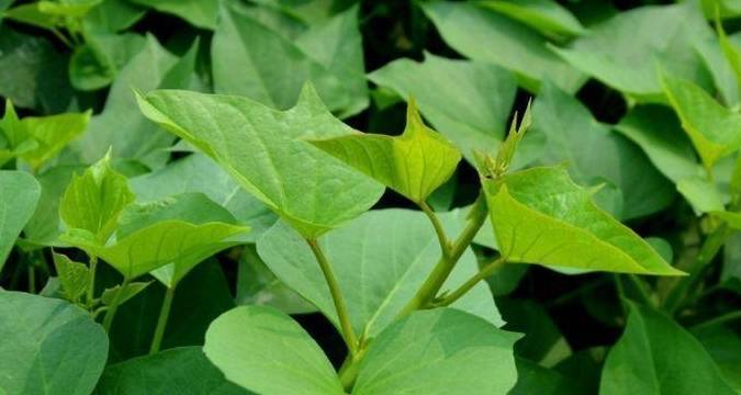 在农村不妨常吃些野菜 具有清肝明目 降血脂 降血压的作用 功效