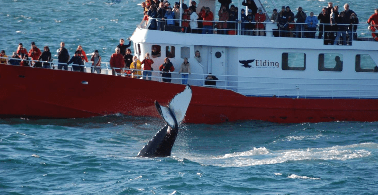 鲸鱼被450公斤藤壶寄生 海龟也深受折磨 藤壶 到底多可怕 轮船