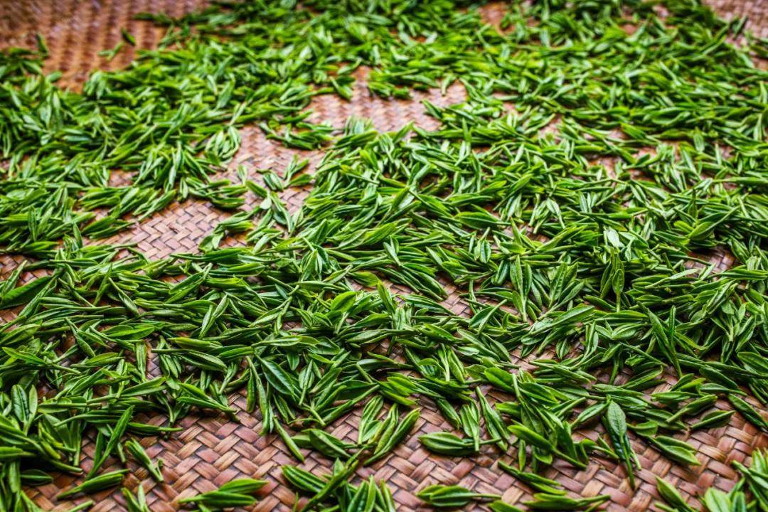 形美色绿的覃塘毛尖茶,香郁味醇好滋味